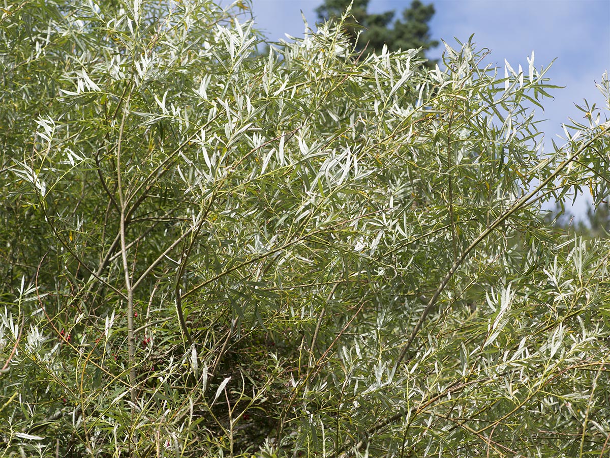 Salix viminalis